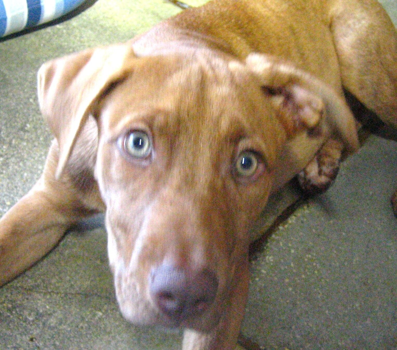 St. Lucie County Pet of the Week - Week of July 24, 2020